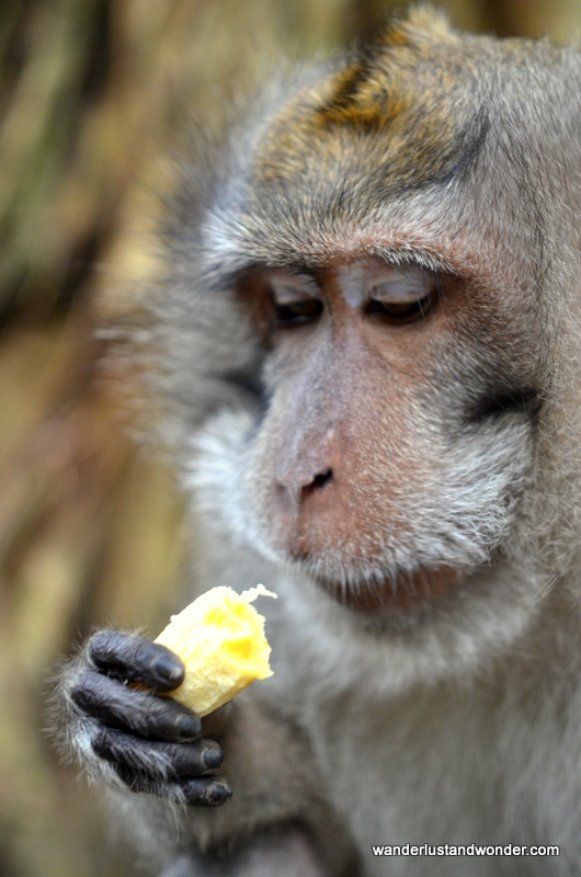 Monkey Forest Ubud