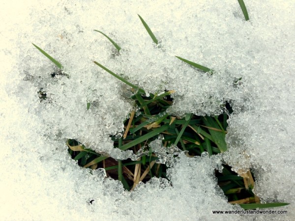 Grass peeking through snow