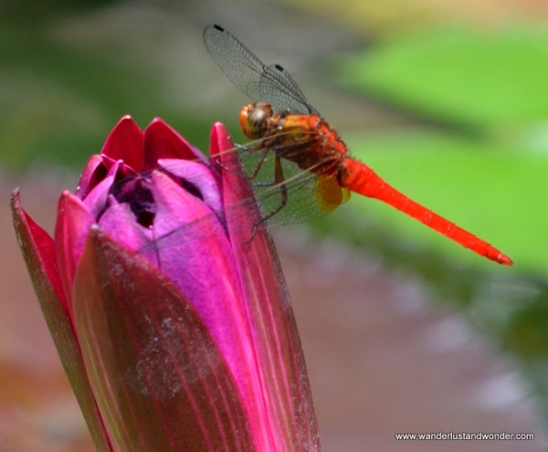 Red Dragonfly