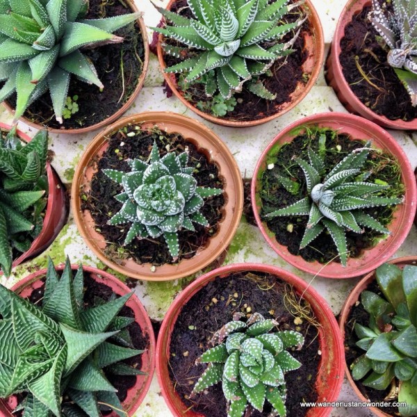 Succulent succulents : )