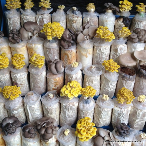 What a captivating color palette to stumble upon.