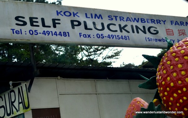 Self plucking? Who knew!