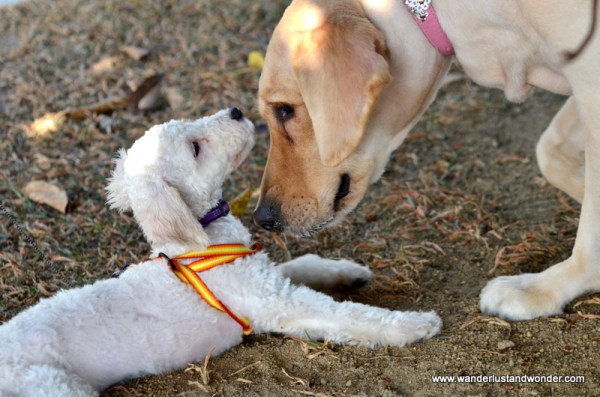 Desa Parkcity Dog Park