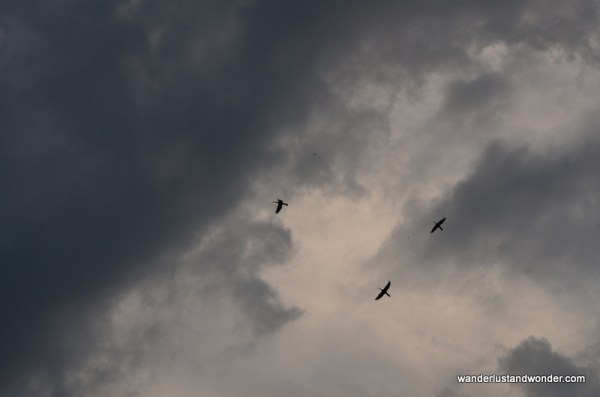 sea eagles in flight