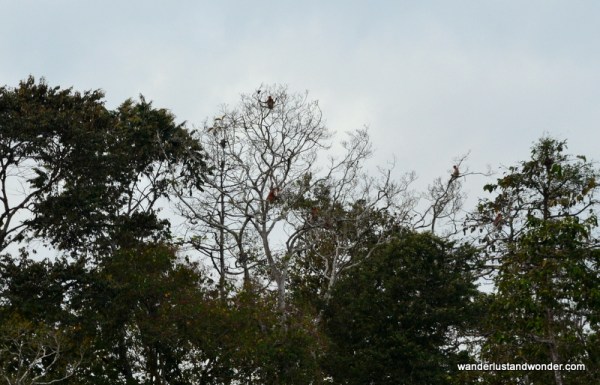 Proboscis Monkeys in the wildProboscis Monkeys in the wild