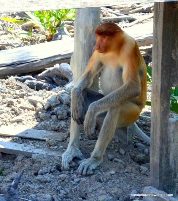 proboscis monkey sandakan